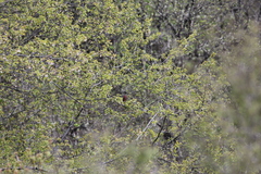 Procarduelis nipalensis