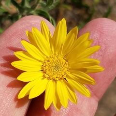 Heterotheca stenophylla