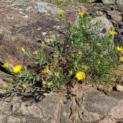 Heterotheca stenophylla