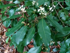 Nectandra coriacea