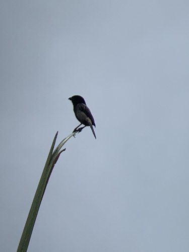 Long-tailed Shrike