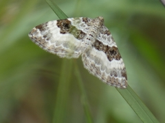 Epirrhoe rivata