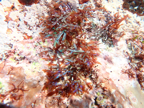 Champia compressa observed 2026-08-16