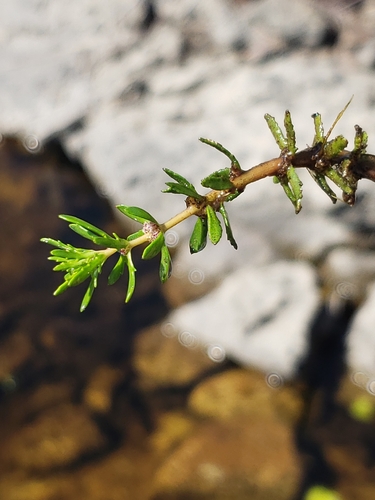 Myriophyllum heterophyllum, 2026-08-21