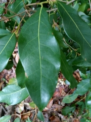 Nectandra coriacea