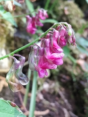 Lathyrus venetus