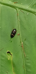 Okiscarta uchidae