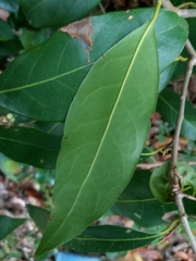 Nectandra coriacea