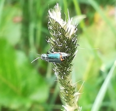 Malachius bipustulatus