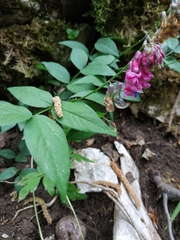 Lathyrus venetus