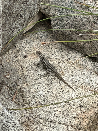 iNaturalist observation photo of Common Sagebrush Lizard