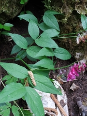 Lathyrus venetus