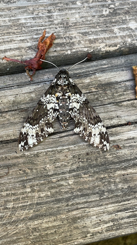Rustic Sphinx
