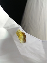 Phyllodesma tremulifolia