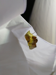 Phyllodesma tremulifolia