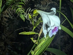 Sobralia rosea