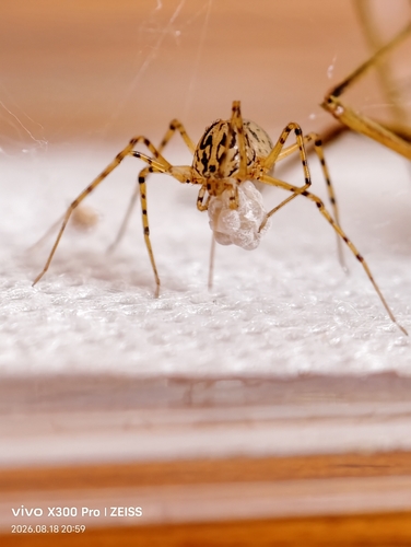 Common Spitting Spider