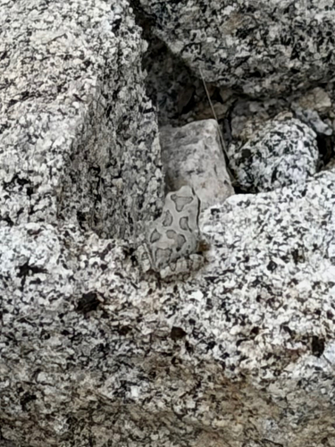 iNaturalist observation photo of Pacific chorus frog