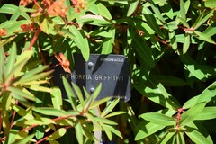 Euphorbia griffithii