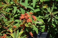 Euphorbia griffithii