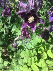 Aquilegia vulgaris