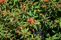 Euphorbia griffithii