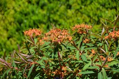 Euphorbia griffithii