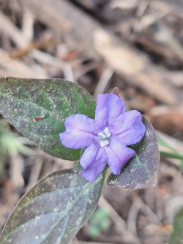 Ruellia erythropus
