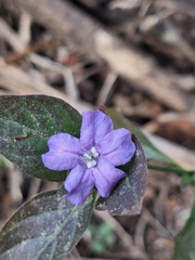 Ruellia erythropus, photograph (c) Rocío Esmeralda Pose, some rights reserved (CC BY)