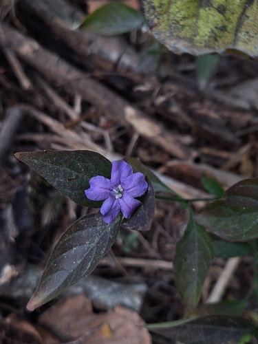 Ruellia erythropus, photograph 3