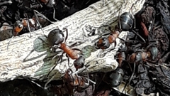 Formica rufa