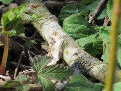 Xanthorhoe biriviata