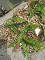 Achillea millefolium