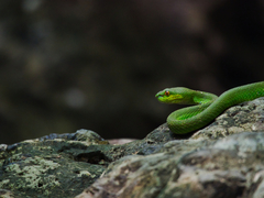 Trimeresurus insularis