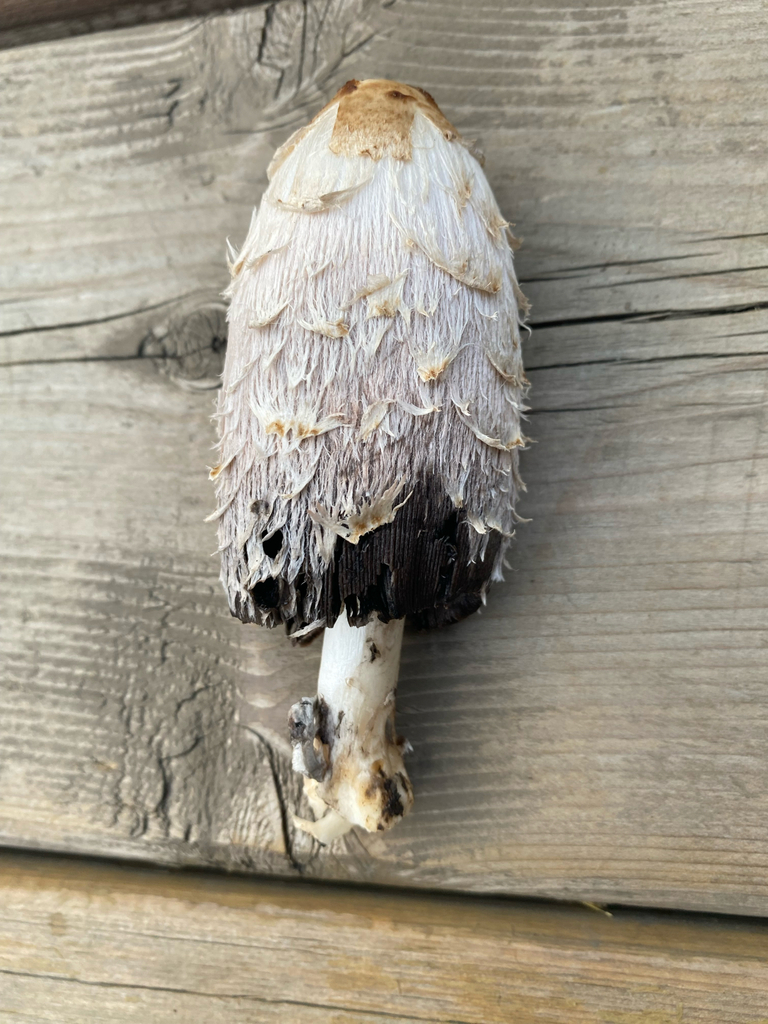 Shaggy Mane · August 2026 · photo: Photo: no rights reserved · iNaturalist