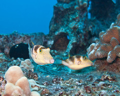 Canthigaster coronata
