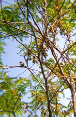 Aegithalos caudatus