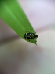 Ptinomorphus imperialis