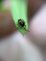 Ptinomorphus imperialis