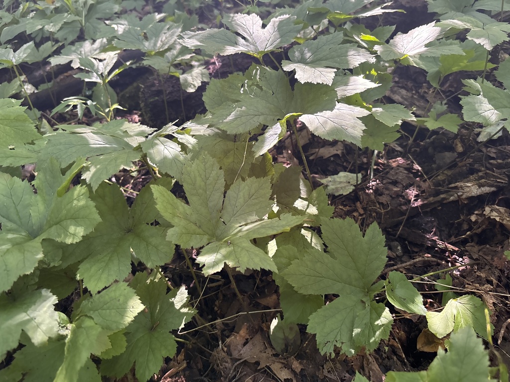 Hydrastis canadensis; photograph (c) Mason Heberling, some rights reserved (CC BY)