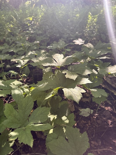 Hydrastis canadensis, photograph 3