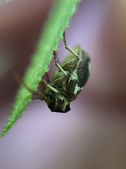 Ptinomorphus imperialis