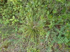Carex grioletii