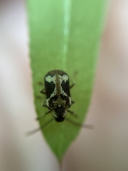 Ptinomorphus imperialis