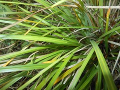 Carex grioletii