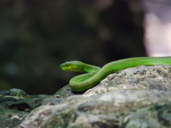 Trimeresurus insularis