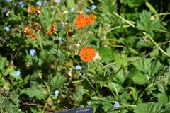 Geum coccineum