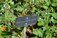 Geum coccineum