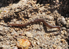 Gymnothorax pseudothyrsoideus