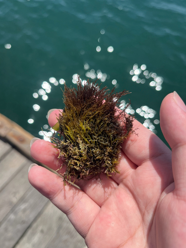 Gelidium coulteri observed 2026-08-21
